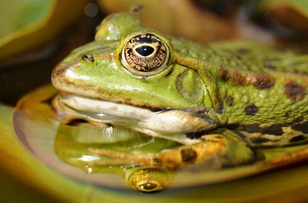 Ein grüner Frosch sitzt im Wasser.