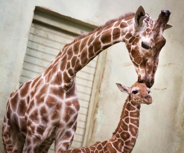 Eine Giraffe berührt liebevoll den Kopf ihres Jungtiers.