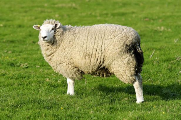 Ein Schaf steht auf einer grünen Wiese.