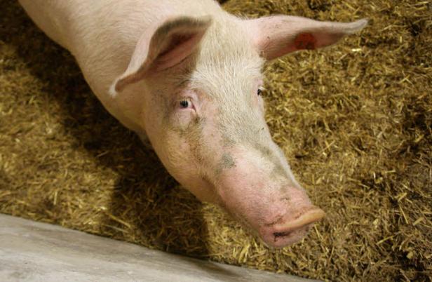 Ein rosa Schwein liegt auf Stroh.