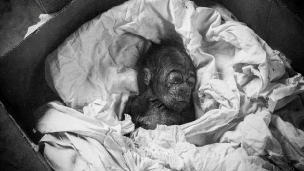 Colo, der angeblich älteste Gorilla der Welt, ist tot