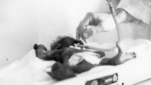Colo, der angeblich älteste Gorilla der Welt, ist tot