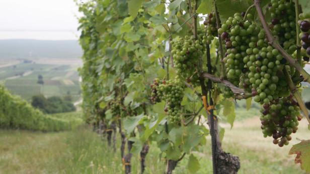 Wie wirkt sich das warme Wetter auf den Wein aus?