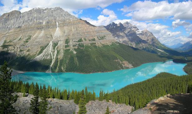 Der türkisfarbene Peyto Lake liegt eingebettet in eine bewaldete Berglandschaft.