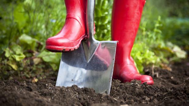 Eine Person in roten Gummistiefeln stützt sich mit dem Fuß auf einen Spaten im Garten.