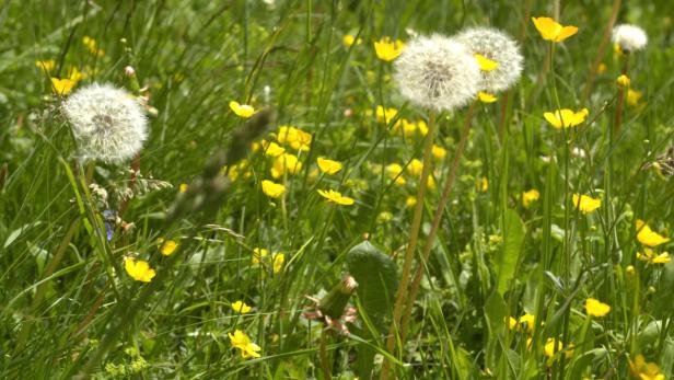 Löwenzahn und gelbe Hahnenfußblüten auf einer grünen Wiese.