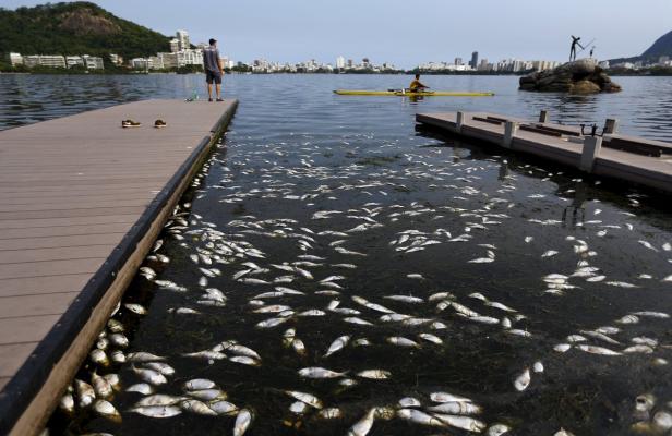 Eine große Anzahl toter Fische treibt im Wasser neben einem Steg.