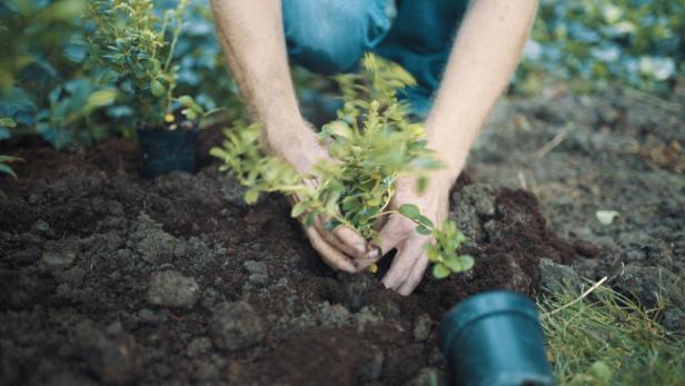 Der Kult mit dem Garten