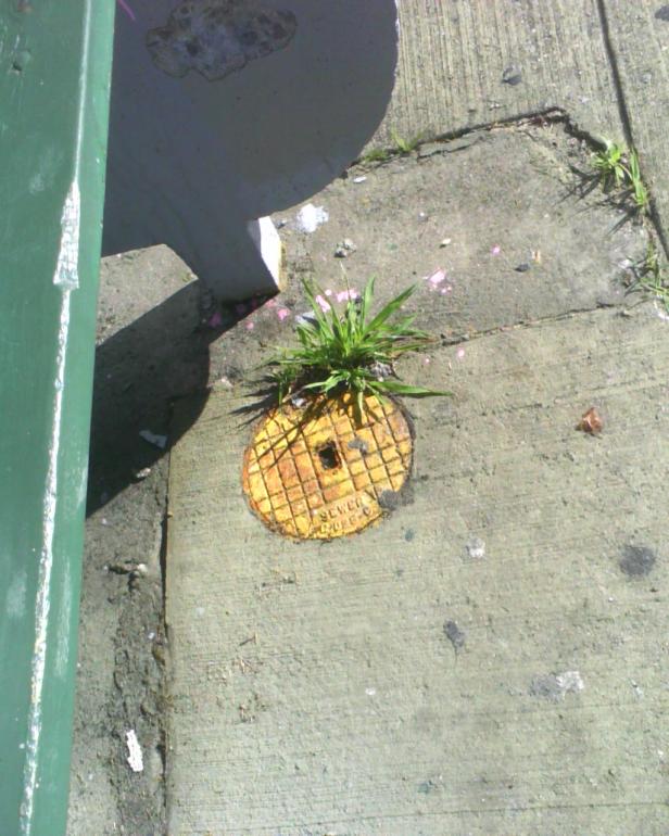 Gras wächst aus einem gelben Gullydeckel auf einem Bürgersteig.