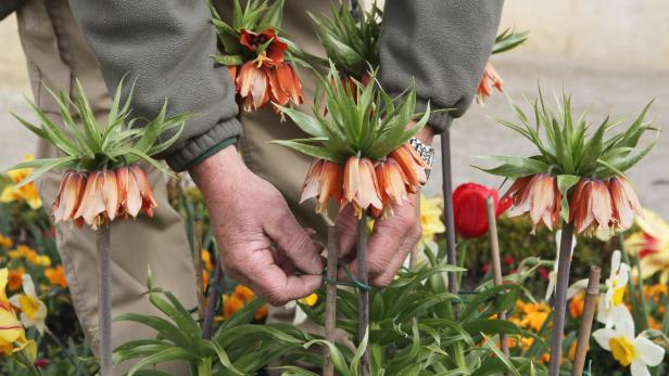 Ein Gärtner bindet Kaiserkronen in einem Blumenbeet fest.