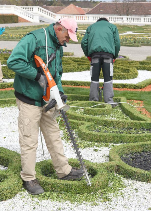 Ein Gärtner schneidet mit einer Heckenschere eine niedrige Hecke in einem Garten.