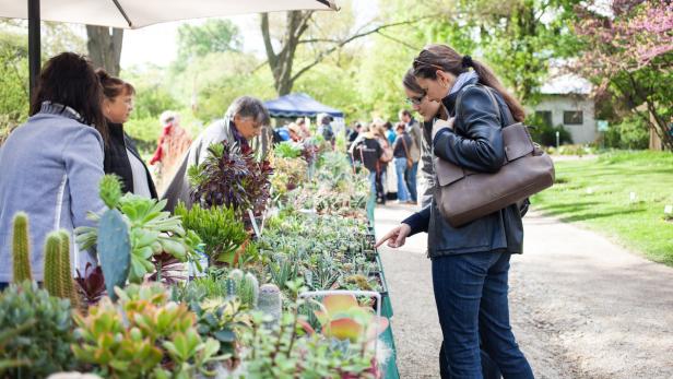 Seltene Pflanzen für Balkon- und Gartenfans