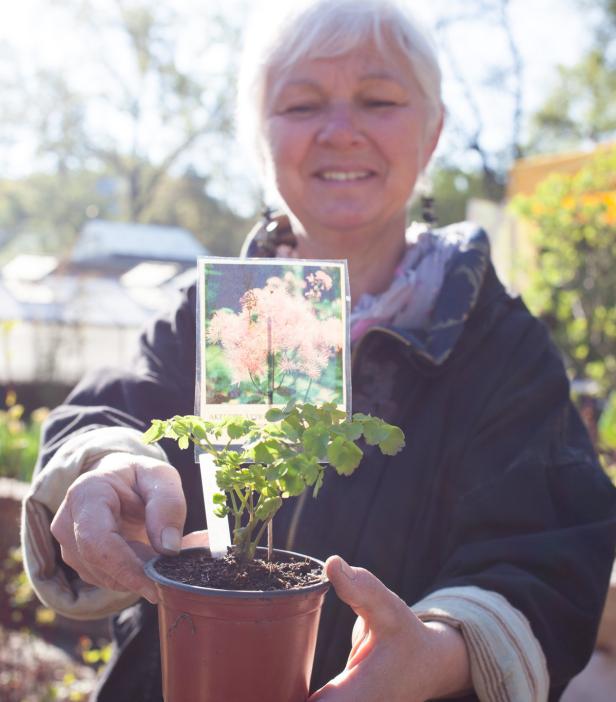 Seltene Pflanzen für Balkon- und Gartenfans