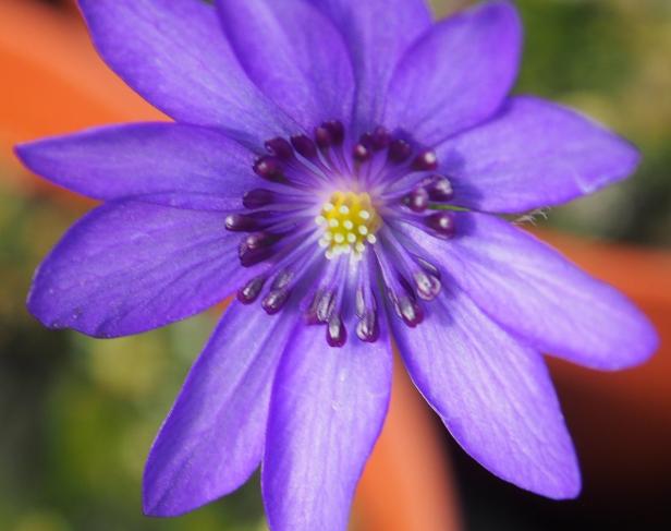 Seltene Pflanzen für Balkon- und Gartenfans