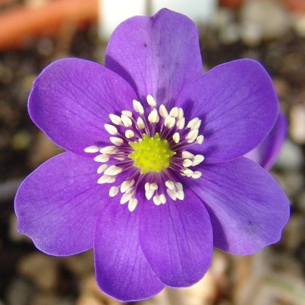 Seltene Pflanzen für Balkon- und Gartenfans