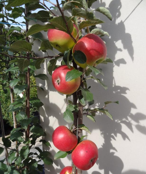 Raritätenmesse im Botanischen Garten