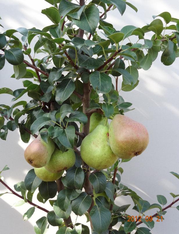 Seltene Pflanzen für Balkon- und Gartenfans