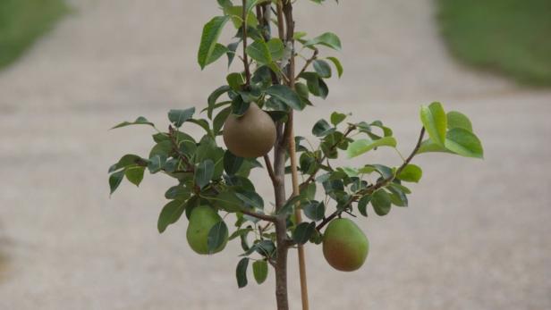 Seltene Pflanzen für Balkon- und Gartenfans