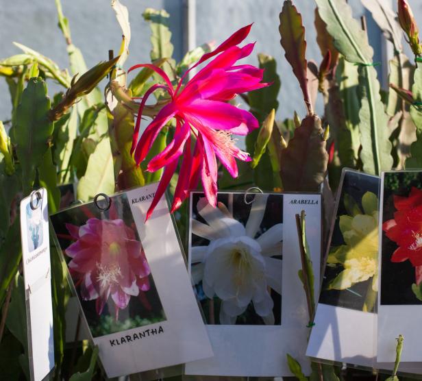 Raritätenmesse im Botanischen Garten