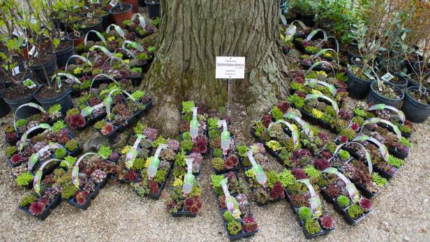 Raritätenmesse im Botanischen Garten