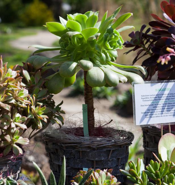 Raritätenmesse im Botanischen Garten