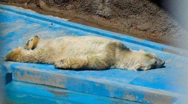Ein Eisbär liegt auf einer blauen Plattform und ruht sich aus.