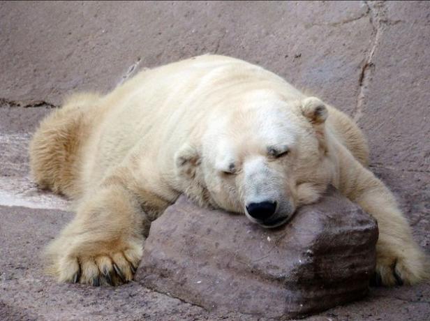 Ein Eisbär ruht mit geschlossenen Augen auf einem Felsen.