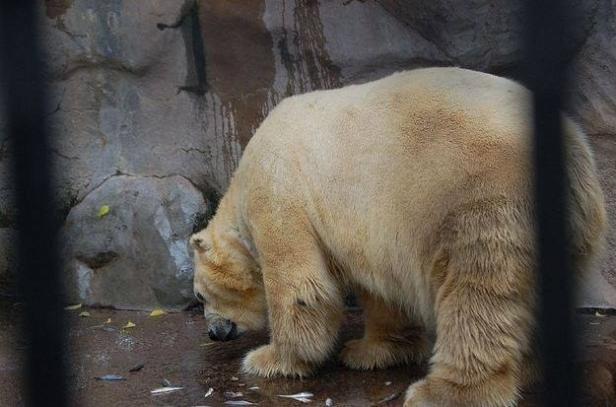 Ein Eisbär steht an einem felsigen Ort und scheint etwas zu fressen.