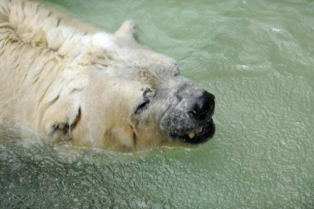 Ein Eisbär schwimmt im Wasser.