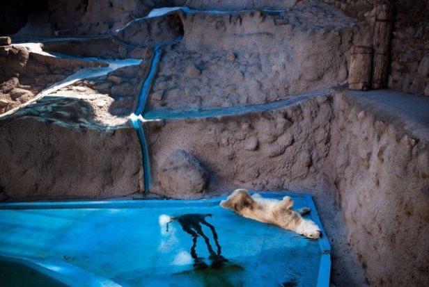 Ein Eisbär liegt auf dem Rücken in einem blauen Becken.
