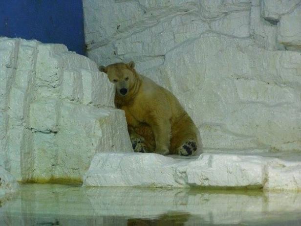 Ein Eisbär sitzt auf einem Felsen am Wasser.