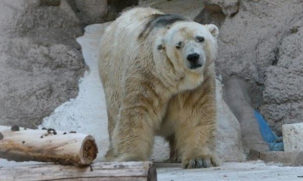 Ein Eisbär steht vor einer Felswand.