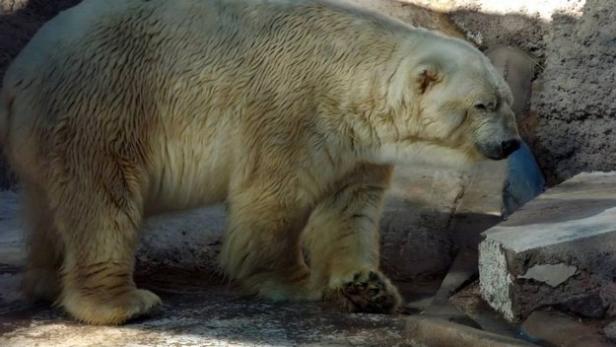 Ein Eisbär steht auf einem felsigen Untergrund.