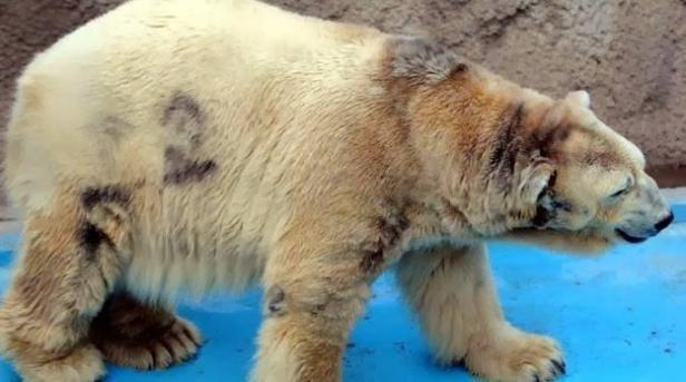 Ein Eisbär mit Fellverfärbungen läuft auf einer blauen Oberfläche.