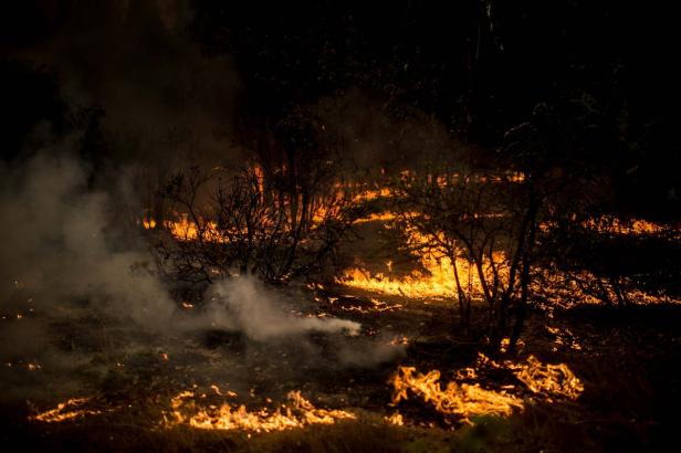 Brände verwüsteten rund 90.000 Hektar in Chile