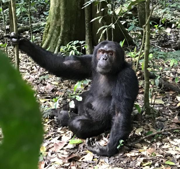 Gorillas und Schimpansen hautnah erleben