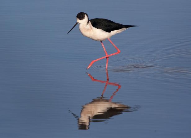 Familien entdecken die Natur