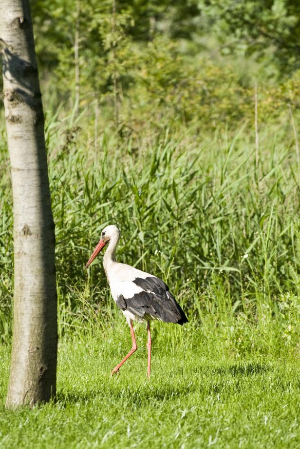 Familien entdecken die Natur