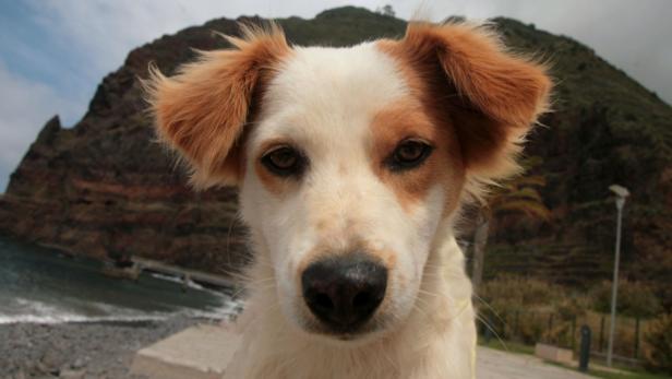 Ein weißer und brauner Hund blickt in die Kamera, im Hintergrund eine Küstenlandschaft.