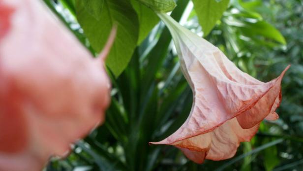 Eine rosa Engelstrompete hängt an einem grünen Strauch.