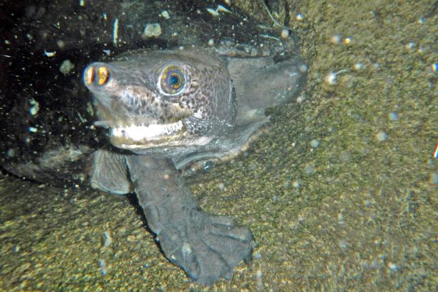 Tabascoschildkröte1-GüntherHulla.jpg Haus des Meeres: Woher die Tabascoschildkröte ihren Namen hat