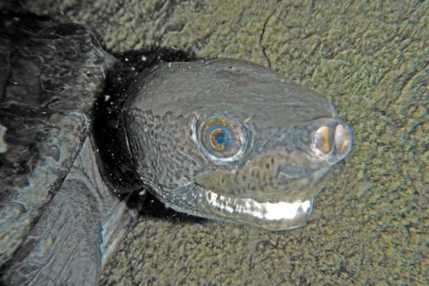 Tabascoschildkröte2-GüntherHulla.jpg Haus des Meeres: Woher die Tabascoschildkröte ihren Namen hat