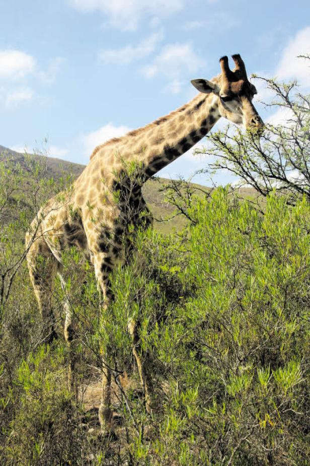 Familienurlaub in Südafrika: Auf Safari wie im Bilderbuch