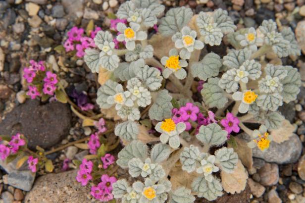 Nahaufnahme von gelben und pinkfarbenen Wüstenblumen.