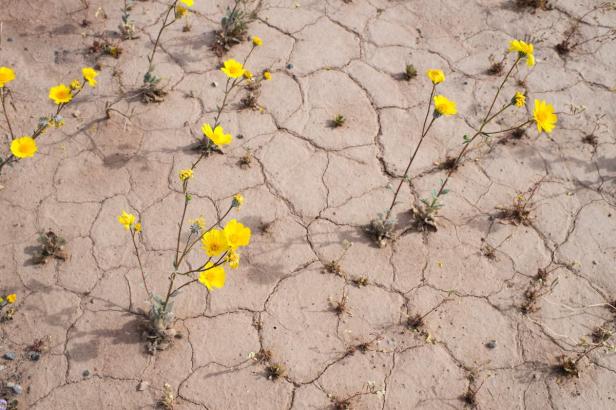 Gelbe Wüstenblumen blühen auf rissigem, trockenem Boden.