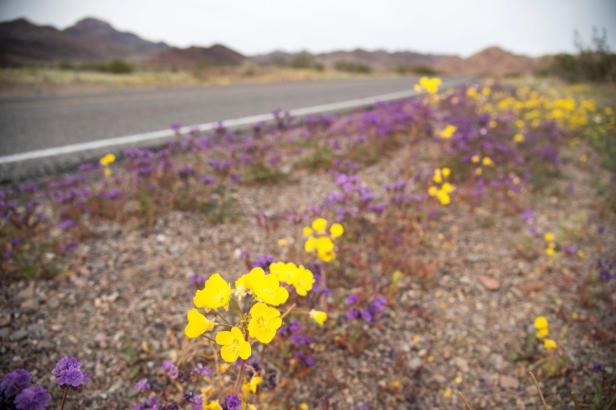 Gelbe und violette Wildblumen blühen am Straßenrand in einer Wüstenlandschaft.