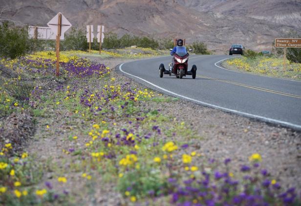 Eine Person fährt mit einem Trike auf einer Straße durch das Death Valley, vorbei an blühenden Wildblumen.