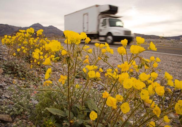 Gelbe Wüstenblumen blühen am Straßenrand, während ein LKW vorbeifährt.