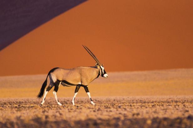 Eine Oryxantilope wandert durch die trockene Landschaft vor einer Sanddüne.