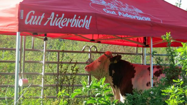 Stier Iwan schüchtert "Lockvögel" ein